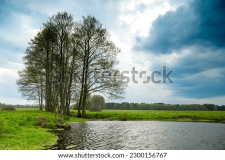 Lonely tree over a small pond by a green spring meadow on a cloudy day