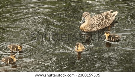 A female wild duck of the Mallard family swimming and guarding four fluffy ducklings. Thescene was captured on a pond in rural Britain with the Mallard close by.