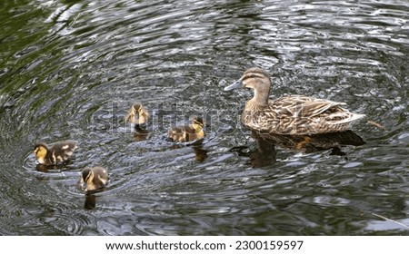 A female wild duck of the Mallard family swimming and guarding four fluffy ducklings. Thescene was captured on a pond in rural Britain with the Mallard close by.