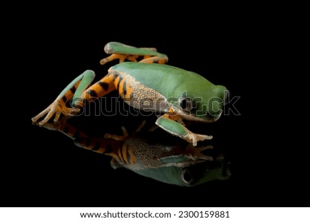 Phyllomedusa hypochondrialis closeup on black background, Northern orange-legged leaf frog or tiger-legged monkey frog closeup  