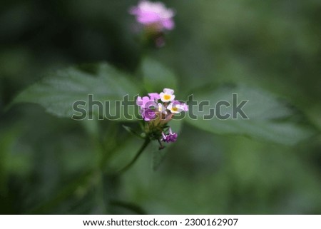 Lippia Alba or west indian Lantana flower best photo