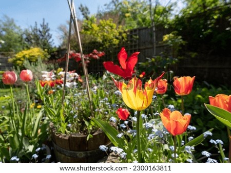 Colourful tulips in spring, amongst other plants, shrubs and greenery in a slightly neglected, messy, overgrown suburban garden. Photographed in Pinner, northwest London UK.