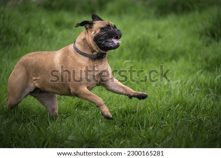 A LARGE FEMALE FAWN COLORED BULL MASTIFF RUNNING ACROSS A GREEN MEADOW AT THE MARYMOOR OFF LEASH DOG PARK IN REDMOND WASHINGTON
