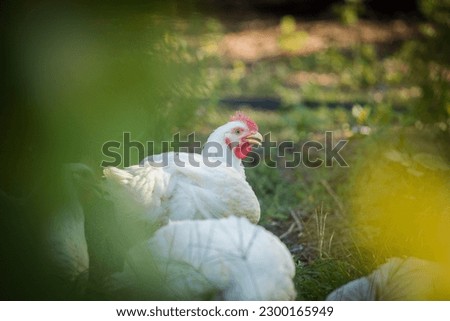 Close up image of a white Broiler Chicken living on a free range farm in a sustainable manner and cruelty free