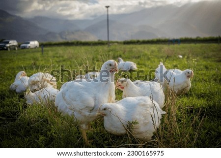 Close up image of a white Broiler Chicken living on a free range farm in a sustainable manner and cruelty free