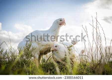 Close up image of a white Broiler Chicken living on a free range farm in a sustainable manner and cruelty free Royalty-Free Stock Photo #2300166011