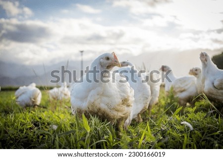 Close up image of a white Broiler Chicken living on a free range farm in a sustainable manner and cruelty free Royalty-Free Stock Photo #2300166019