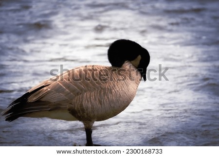 Canadian Goose Relaxing By The Water