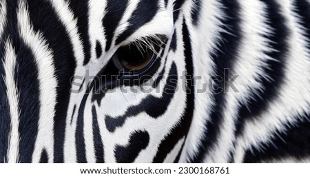 Monochrome, shallow depth of field image of a zebra with head and eye in focus and stripes in soft-focus, wildlife black and white stripes background texture closeup animal Royalty-Free Stock Photo #2300168761