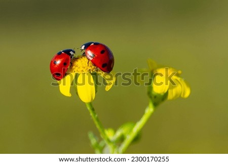 Seven-spotted ladybug - Coccinella septempunctata

 Royalty-Free Stock Photo #2300170255