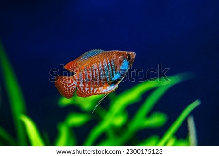A green beautiful planted tropical freshwater aquarium with fishes. Dwarf gourami (Colisa lalia) fish in a home aquarium, lalius close-up Royalty-Free Stock Photo #2300175123
