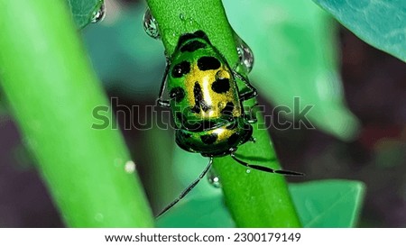 A picture of A Jewel bug