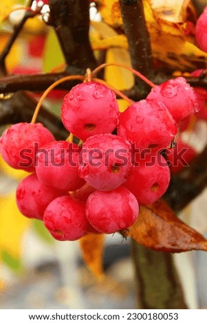 Malus 'Red Sentinel', ornamental apple tree with red fruits Royalty-Free Stock Photo #2300180053