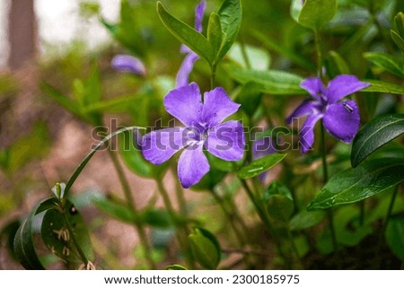 Macro Photo Violet Purple Flowers 