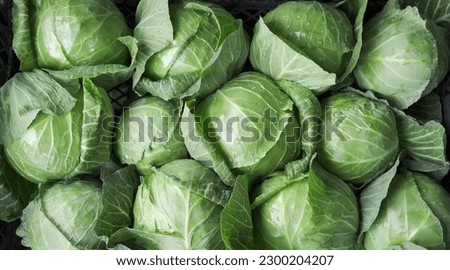 background of ripe early cabbage, top view. green cabbage in the market.                           Royalty-Free Stock Photo #2300204207