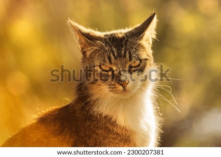 Portrait of a tabby cat close-up with the rays of the setting sun in nature with a blurred background