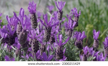 Beauty and fragrance of French Lavender (Lavandula Stoechas) in the botanic garden. Spring shots