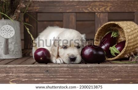 golden retriever puppy  in a rustic style Royalty-Free Stock Photo #2300213875