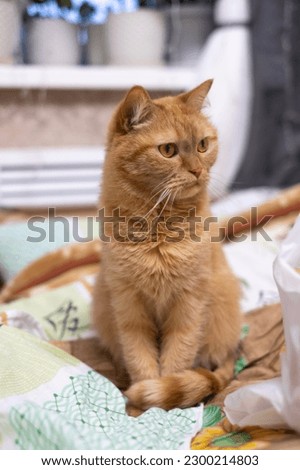 Red cat sits on the bed, on colored linen, looks, looks very carefully, cat's whiskers, cat's eye