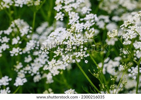 Caraway blooms in garden.  White meridian fennel blossom in field. Persian cumin flowering plant. White Carum carvi flower on green background, closeup. White caraway flowers, close up, macro.