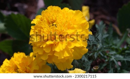 Blooming beauty:  Springtime splendor of Aztec marigold (Tagetes erecta). Spring shot