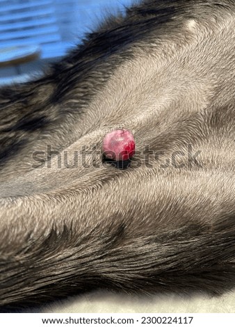 A cat with an excoriated and pedunculated adenoma Royalty-Free Stock Photo #2300224117