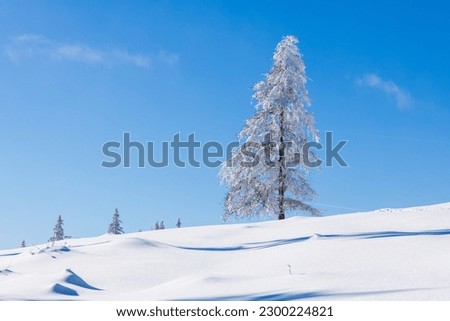 Solo tree on a mountain pasture in deep snow on a beautiful winter day in Austria