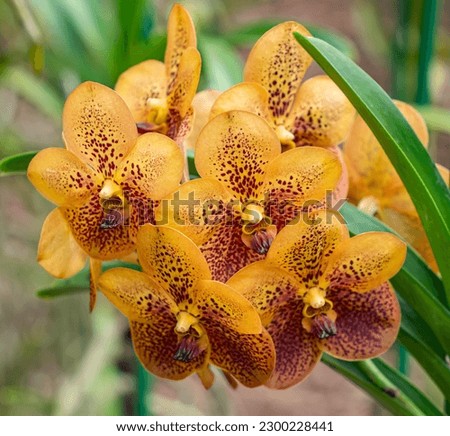 Fairchild Tropical Botanic garden in Miami, Florida - Yellow Orchids with brown spots exotic beautiful flowers 