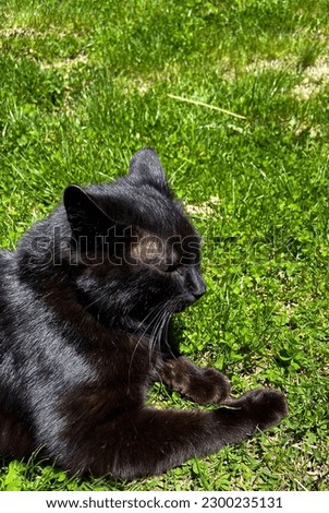 Black strong cat lies on a green lawn