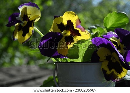 gardening. pansies. violet flowers. flower seedling