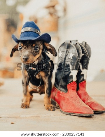 Cute puppy wearing cowboy hat next to a pair of boots Royalty-Free Stock Photo #2300237141