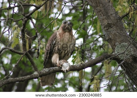 red tailed hawk with prey