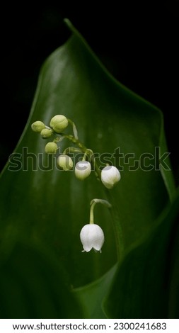 close up of a single white flower and seven of buds of a lily of the valley against a dark green and black background (low depth of field)