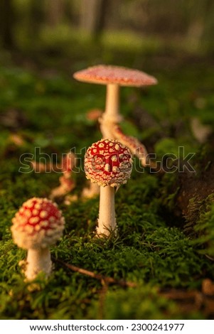 Popular red toadstool mushroom in latin Amanita muscaria in late sunset. Royalty-Free Stock Photo #2300241977
