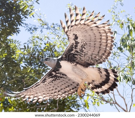 Great harpy eagle flying over the trees in the Amazon rainforest Royalty-Free Stock Photo #2300244069