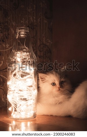 Persian Punch face white long hair cat with grey eyes sitting on brown table with led lights in glass bottle
