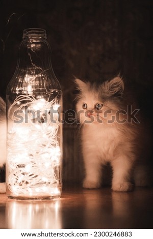 Persian Punch face white long hair cat with grey eyes standing on brown table looking at led lights in glass bottle