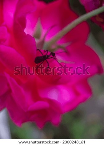 Black bug on a red rose flower with blurred background
