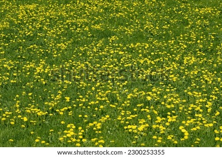 Meadow with dandelions (Taraxum officinale) Royalty-Free Stock Photo #2300253355