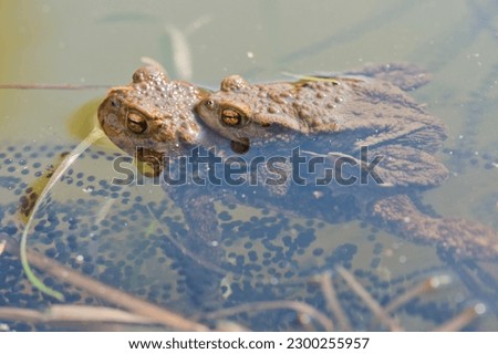 Common toads (Bufo bufo), mating, male and female with spawning lines in water, Emsland, Lower Saxony, Germany