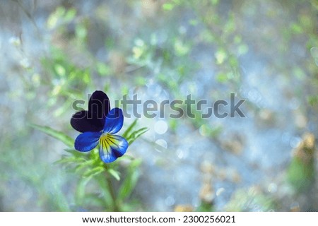viola flower in spring garden