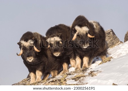 Musk oxes (Ovibos moschatus), three young animals, Dovrefjell Sunndalsfjella National Park, Norway Royalty-Free Stock Photo #2300256191