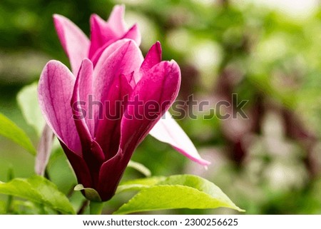 Red magnolia flower close up. Beautiful bright flower.