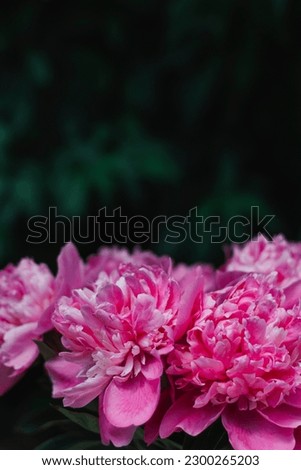 A bouquet of pink blooming peonies on a background of dark green leaves. Place for text. Background. Layout for a postcard