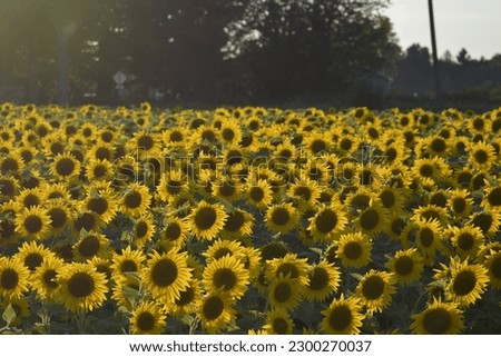 Sunflowers in full bloom in the summer 