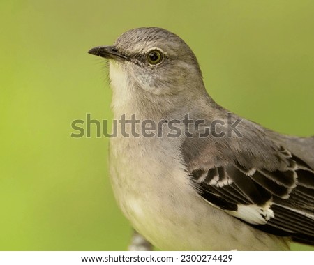 A northern mockingbird closeup portrait.