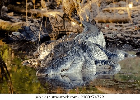 Crocodile in Kakadu National Park, Northern Territory, Australia Royalty-Free Stock Photo #2300274729