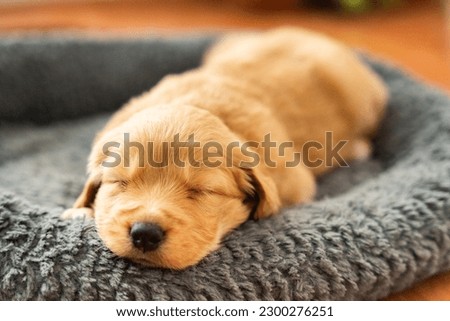 Baby dog Golden Retriever Puppy Royalty-Free Stock Photo #2300276251