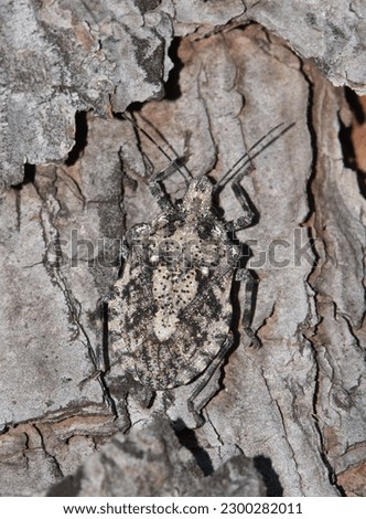 Rough Stink Bug (Brochymena sulcata) dorsal view macro, camouflaged on a Pine tree in Houston, TX. Insect species is native to North America. Royalty-Free Stock Photo #2300282011
