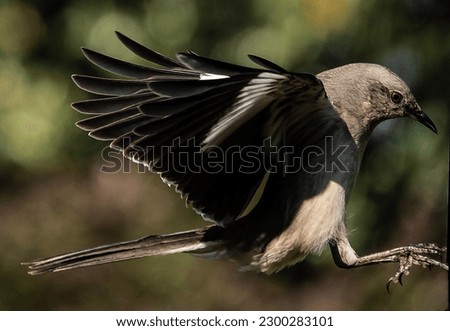 A Northern Mockingbird in flight                               